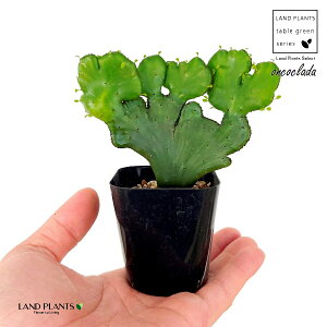 ユーフォルビア(石化オンコクラータ)1鉢 2号 プラスチック苗 ユーフォルビアオンコクラータ Euphorbia oncoclada