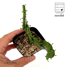 ユーフォルビア（石化オンコクラータ）1鉢 2号 プラスチック苗 ユーフォルビアオンコクラータ Euphorbia oncoclada