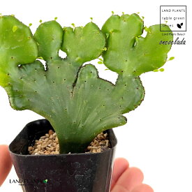 ユーフォルビア（石化オンコクラータ）1鉢 2号 プラスチック苗 ユーフォルビアオンコクラータ Euphorbia oncoclada
