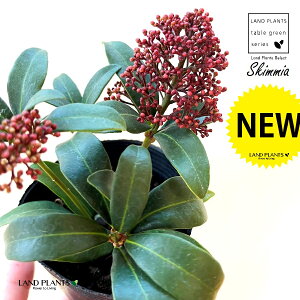 XL~Aiԉԁj1 3 vX`bNc ~}VL~ ~J Skimmia japonica