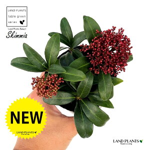 XL~Aiԉԁj1 3 vX`bNc ~}VL~ ~J Skimmia japonica