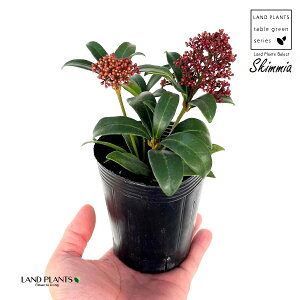 XL~Aiԉԁj1 3 vX`bNc ~}VL~ ~J Skimmia japonica