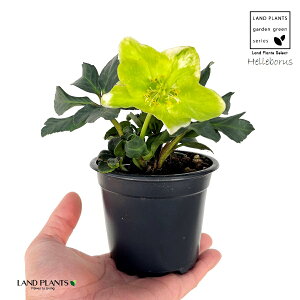 NX}X[YijQj1 3.5 vX`bNc w{X jQ Helleborus niger