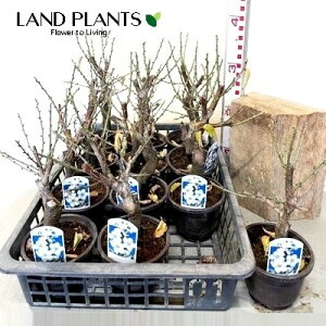 ~iԔ~F~j1 4 fĂ 1 E ~~ gEW Ƃ΂/ƂPrunus mume