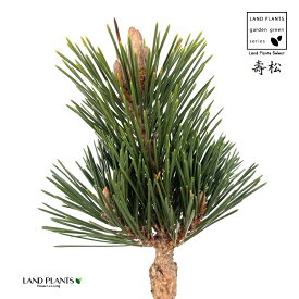 松（寿松：コトブキマツ） 3.5号 ポット苗 1鉢 松 松の木 マツ Pinus thunbergii