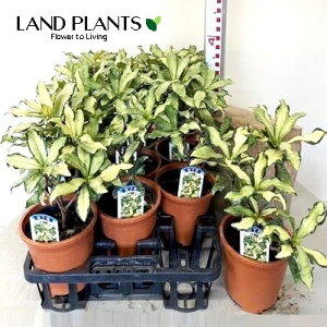 W`EQiԁFMZсj1 5 vX`bN 1 ``EQ VimjVL Daphne odora