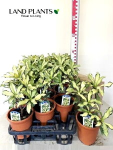 yP[X̔F11z W`EQiԁFMZсj11 5 vX`bN ``EQ VimjVL Daphne odora