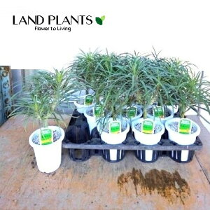 yP[X̔F11z L[c[ 4 vX`bNc 11 ZlVIENCjA "L[c[" Senecio kleinia