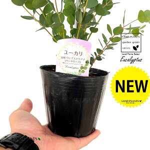 [JiEFuXeAiFn[g[Jj1 4.5 |bgc Eucalyptus