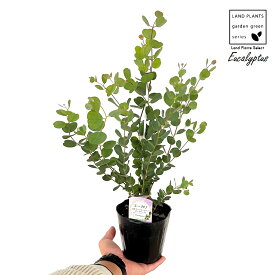 ユーカリ（ウェブステリアナ：ハートユーカリ）1鉢 4.5号 ポット苗 Eucalyptus