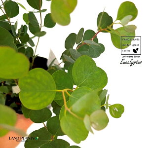 [JiEFuXeAiFn[g[Jj1 4.5 |bgc Eucalyptus