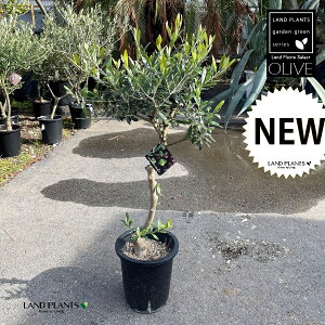 I[ui1{dāFi킨܂j 1 8 vX`bNc OLIVE n Olea europaea