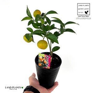 V[N[T[ 4 vX`bN q~ EG V[N[T V[N@[T[ _je sng-kiat-? Citrus × depressa