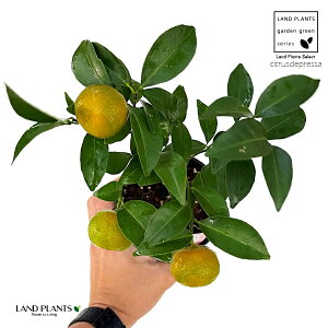 V[N[T[ 4 vX`bN q~ EG V[N[T V[N@[T[ _je sng-kiat-? Citrus × depressa