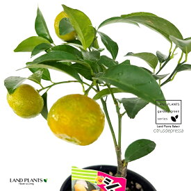 シークヮーサー 4号 プラスチック鉢 ヒラミレモン 平実檸檬 シークワーサ シークァーサー 酸桔仔 sng-kiat-? Citrus × depressa