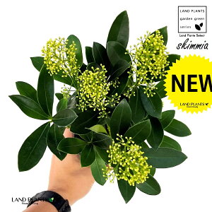 XL~AiΗtFԁj1 3 vX`bN ~}VL~ ~J Skimmia japonica