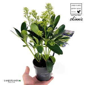 XL~AiΗtFԁj1 3 vX`bN ~}VL~ ~J Skimmia japonica