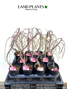 yP[X̔F11z ~i}~j11 4 |bgc 1 E V_E ~ Prunus mume