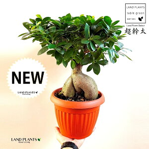 KW}ij 7.5 vX`bN 1 `E~Lug KW} ڂ ܂  K̖ LWi[  חt  Վ  Ficus microcarpa