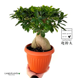 KW}ij 7.5 vX`bN 1 `E~Lug KW} ڂ ܂  K̖ LWi[  חt  Վ  Ficus microcarpa