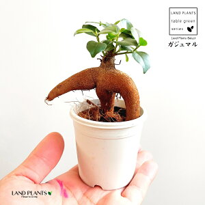 KW}i`rj 2.5 vX`bN 1 ܂  K̖ LWi[  חt  Վ  Ficus microcarpa