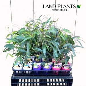 n[fxMAi܂j 3.5 |bgc 1 Hardenbergia