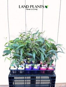 yP[X̔F24z n[fxMAi܂j 3.5 |bgc 24 Hardenbergia