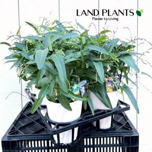 n[fxMAi܂j 5 vX`bN 1 Hardenbergia