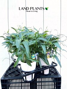 yP[X̔F6z n[fxMAi܂j 5 vX`bN 6 Hardenbergia