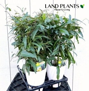 n[fxMAi܂j 6 vX`bN 1 Hardenbergia