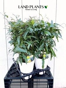 yP[X̔F6z n[fxMAi܂j 6 vX`bN 6 Hardenbergia