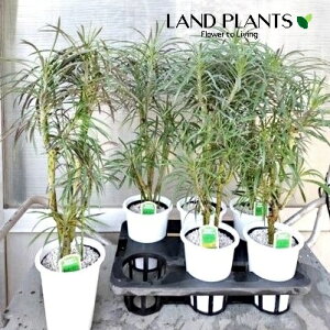 "�����L�[�c���[ 5�� �v���X�`�b�N�c 1�� �Z�l�V�I�E�N���C�j�A ""�����L�[�c���["" Senecio kleinia"