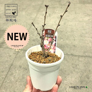 iaFSeoj1 3.5 F vX`bN SeoUN ac c ~ d  TN `F[ubT N ̕c Cherry blossom Cerasus eGotenba-zakuraf