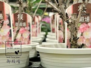 yP[X̔F15z iaFSeoj15 3.5 F vX`bN SeoUN ac c ~ d  TN `F[ubT N ̕c Cherry blossom Cerasus eG