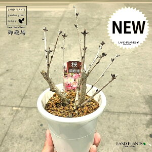iaFSeoj1 4 F vX`bN SeoUN ac c ~ d  TN `F[ubT N ̕c Cherry blossom Cerasus eGotenba-zakuraf