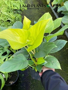 �y�P�[�X�̔��F8���z �z�}�����i�i�T���V���C���W�F���j 5�� �v���X�`�b�N�� 8�� �z�}�����i�T���V���C���W�F�� Homalomena Sunshinegem