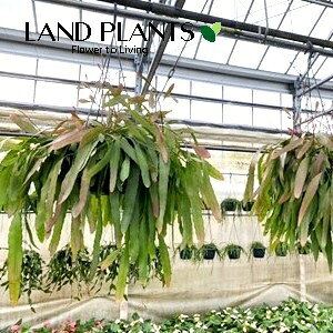 ���v�T���X�i�������[�T�X�j 7�� �v���X�`�b�N �݂蔫 1�� ���v�T���X�������[�T�X Rhipsalis ramulosus