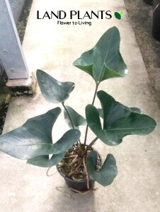 �y�P�[�X�̔��F5���z �A���X���E���i�A���[�j 5�� �v���X�`�b�N�c 5�� �A���X �A���X�����[�� Anthurium Arrow