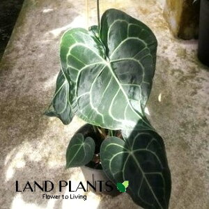 �A���X���E���i�N�����l���r�E���j 5�� �v���X�`�b�N�c 1�� �A���X �A���X�����[�� Anthurium clarinervium