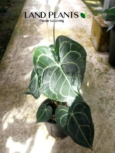 yP[X̔F5z AXEiNlrEj 5 vX`bNc 5 AX AX[ Anthurium clarinervium