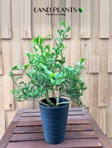 yP[X̔F5z tBJXigCAMXj 6 vX`bN 5 gCAMX S̖ S Ficus triangularis