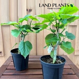 tBJXiEx[^j 5 vX`bN 1 tBJXEx[^ S̖ S Ficus umbellata