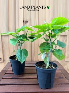 yP[X̔F8z tBJXiEx[^j 5 vX`bN 8 tBJXEx[^ S̖ S Ficus umbellata
