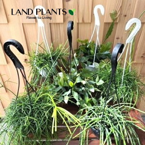 ���v�T���X�iMIX�F���܂����i��j 5�� �v���X�`�b�N �݂蔫 1�� Rhipsalis