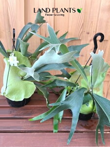 �y�P�[�X�̔��F5���z �R�E���������i�݂�j 5�� �v���X�`�b�N�� 5�� �r�J�N�V�_ �g�p�r�� ��^ �r�t���J�c�� �V�_Platycerium