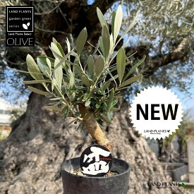 オリーブ（盆栽仕立て） 3号 デザインプラスチック鉢 1鉢 BONSAI ぼんさい Olea europaea