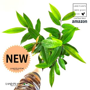 A}]I[uiTLtgj1 6 |bgc A}] I[u tgAmazon olive