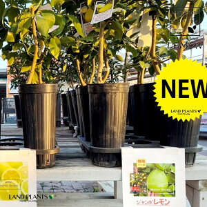 yʎcz iW{j 5 O|bgc 1 W{ ̖ c jumbo lemon