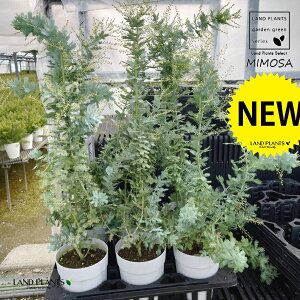 AJVAi~Uj 5 vX`bN 1 ~UAJVA F̉  MIMOSA Acacia