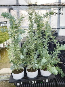 yP[X̔F6z AJVAi~Uj 5 vX`bN 6 ~UAJVA F̉  MIMOSA Acacia